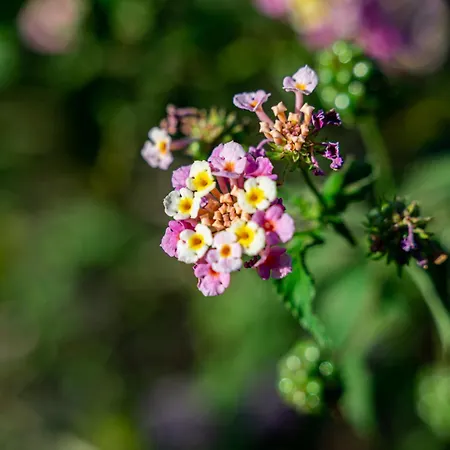 Heliotrope Traditional House Holiday home *