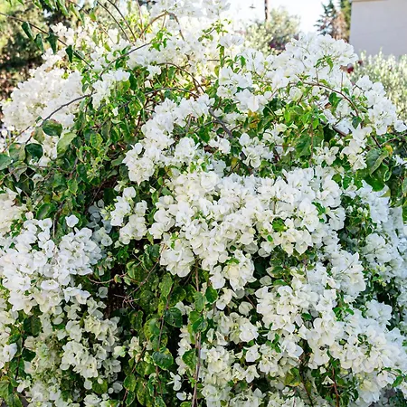 Semesterbostad Heliotrope Traditional House